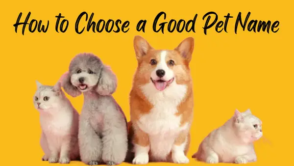 how-to-choose-a-good-pet-name