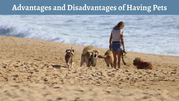 advantages-and-disadvantages-of-having-a-pet