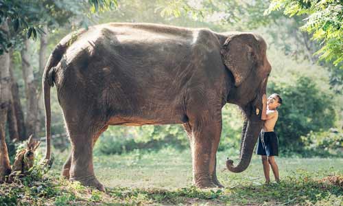 elephant-with-boy