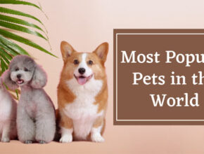 most-popular-pets-in-the-world