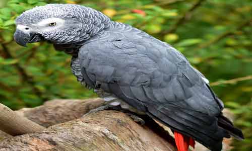 African-Grey-Parrots