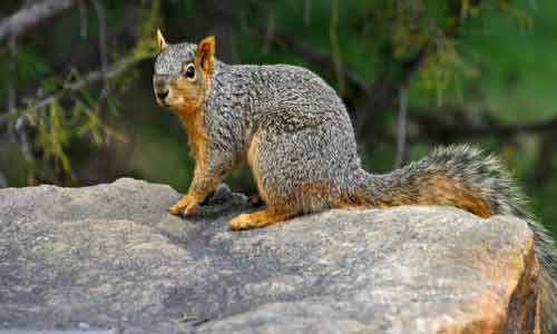 American-Red-Squirrel-