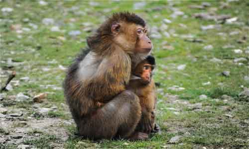Barbary-Macaque