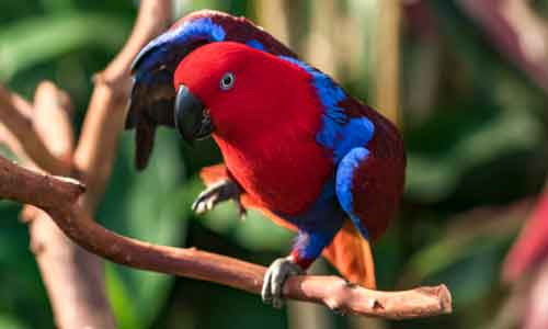 Eclectus-Parrots