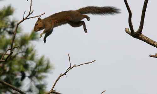Flying-Squirrel-