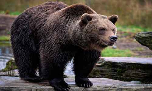 Grizzly-Bear