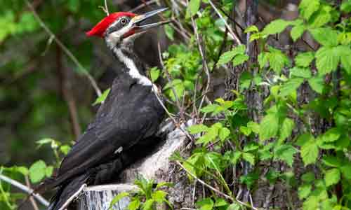 Pileated-Woodpeckers