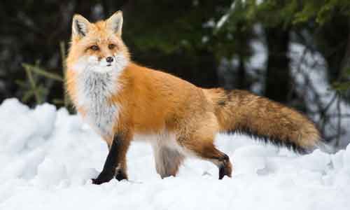 Red-Fox