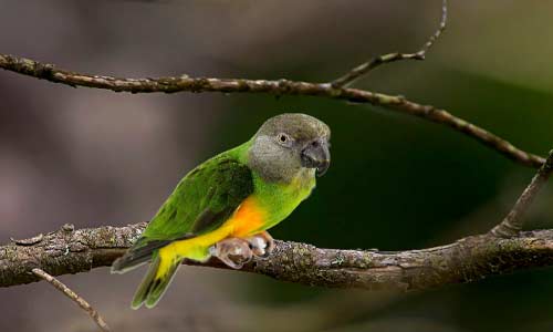 Senegal-Parrots