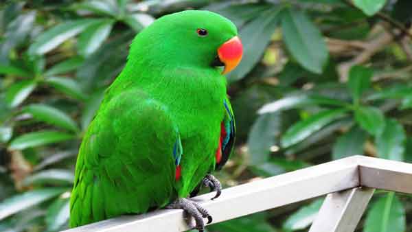 best pet birds that talk for beginners
