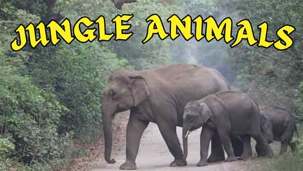 jungle-animals