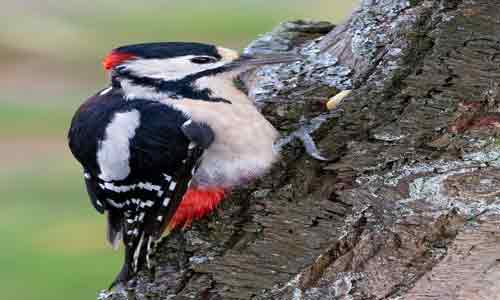 Acorn-Woodpecker