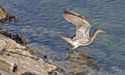 Long-Billed-Curlew