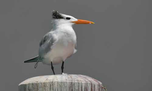 Royal-Tern
