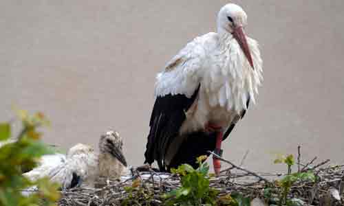 White-Stork