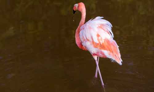 American-Flamingo