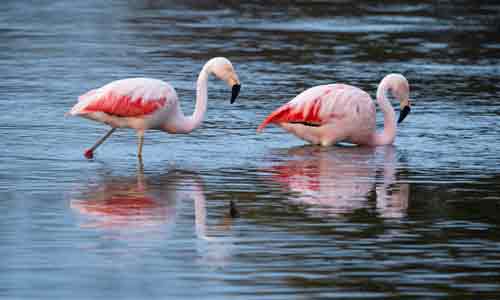 Andean-Flamingo