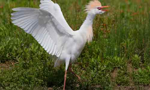 Cattle-Egret