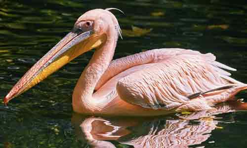 Pink-Backed-Pelican