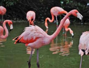 pink-birds