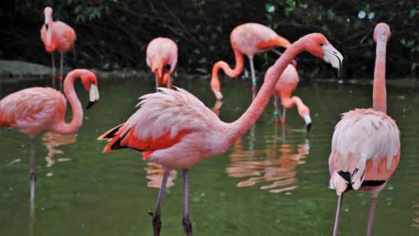 pink-birds