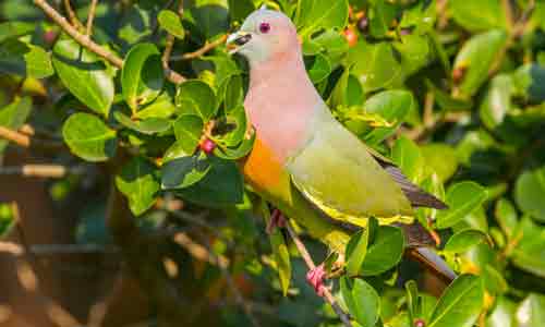 Pink-Necked-green-pigeon