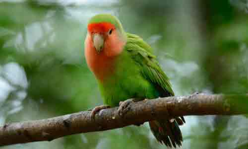 Rosy-Faced-Lovebird