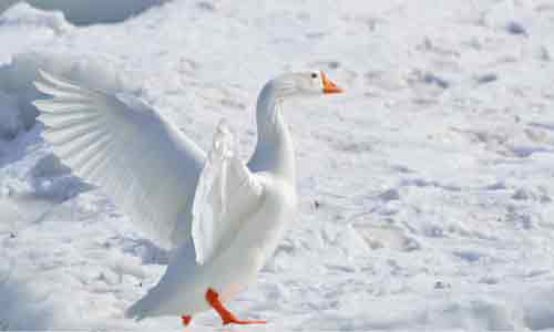 Snow-Goose