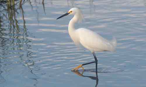 Snowy-Egret