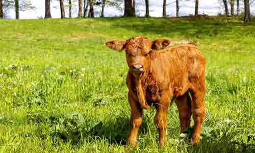 Baby-Cow