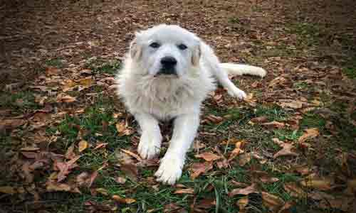 Great-Pyrenees-Dog