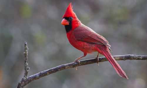Northern-Cardinal-