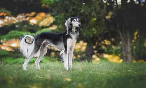 Persian-Greyhound-Dog