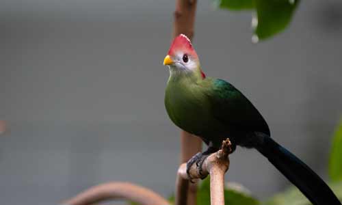Red-crested-Turaco
