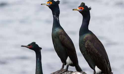 Red-faced-Cormorant