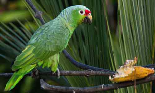 Red-lored-Parrotlet