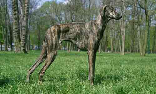 Scottish-Deerhound-Dog