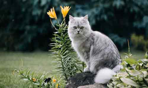british-longhair-cat