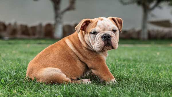cutest-dog-breeds-in-the-world