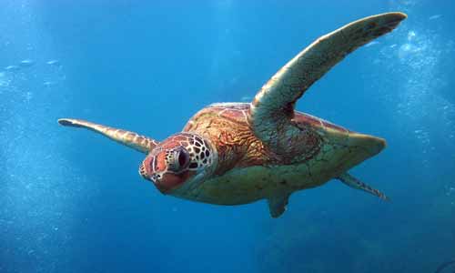 Sea-Turtles