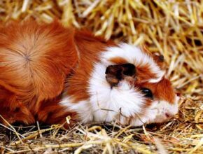 do-guinea-pigs-sleep-with-their-eyes-open