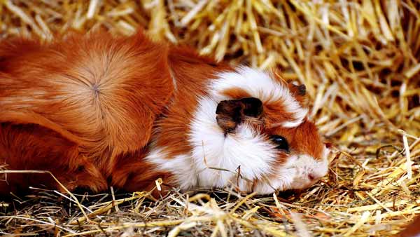 do-guinea-pigs-sleep-with-their-eyes-open