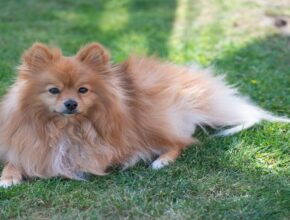Small Dog Breeds with Long Hair