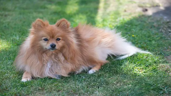 Small Dog Breeds with Long Hair