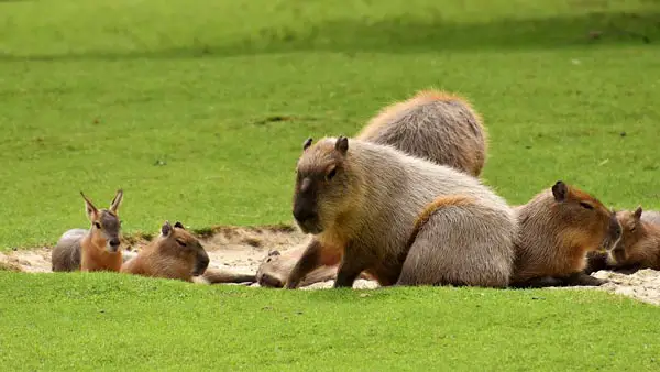 Why Are Capybaras So Friendly