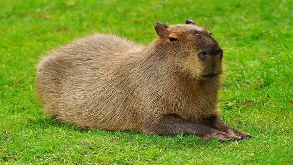 how much does a capybara cost