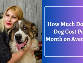 how much does a dog cost per month on average