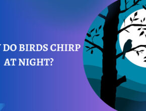why do birds chirp at night