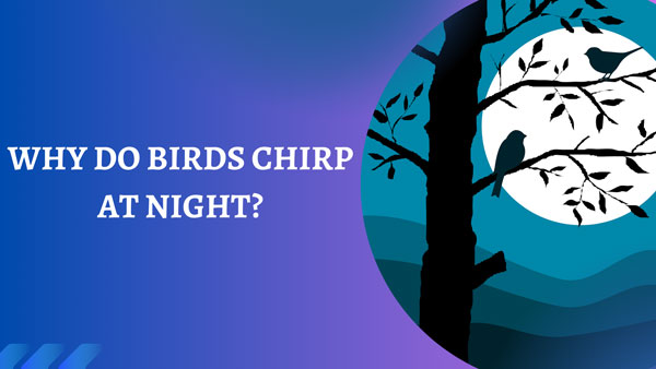 why do birds chirp at night