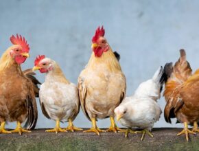 What Is The Group Of Chickens Called